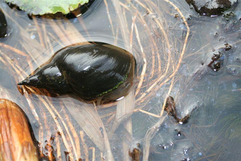 Acquatico da identificare.... - Lymnaea stagnalis